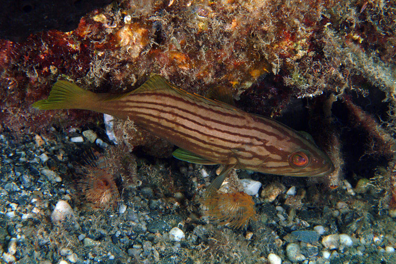 Epinephelus costae